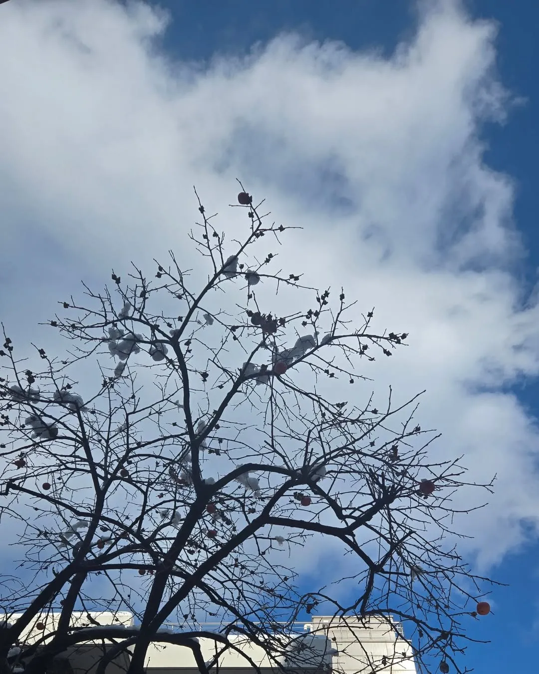 winter branches